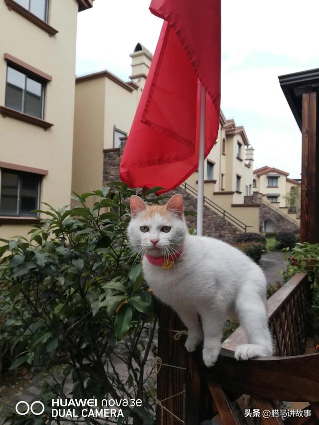 成年土猫多少钱一只纯种土猫多少钱！