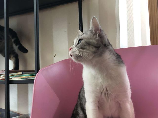 猫可以吃什么蔬菜水果？猫咪不单单只可以吃猫粮哦，这些蔬果可是非常不错的食物！