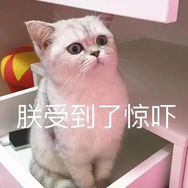 猫咪僵硬了12个小时又复活小猫死了母亲会伤心吗？猫咪应激反应应该怎么处理！