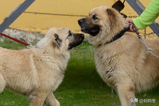 高加索犬图片价格_幼犬高加索犬幼犬价格表！