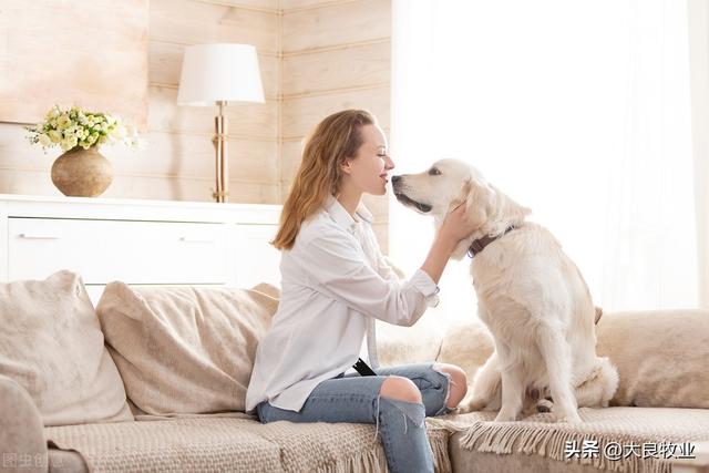 泰迪狗狗能吃杨梅吗？狗有味蕾吗？狗能尝到辣、甜、酸和咸的食物吗？什么对狗不好？！