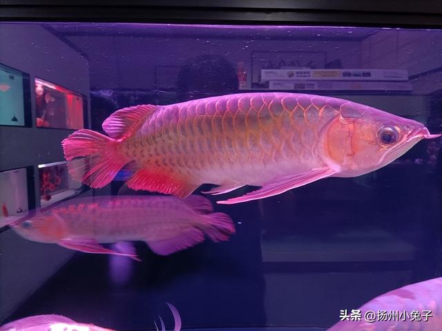 去花都汇观鱼看狗，游走在在水族馆宠物区！离我最近的狗市场？