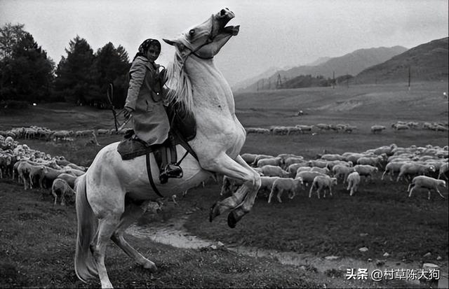 罕见的老历史照片，记录着那个时代的故事！英国古代牧羊犬图片？