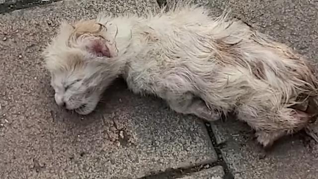 猫咪僵硬了12个小时又复活小猫死了母亲会伤心吗为什么？小奶猫遗弃在大街，已经奄奄一息了，经过救助奇迹般复活了！