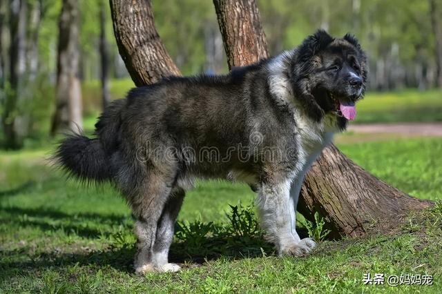 高加索犬图片价格_幼犬高加索犬幼犬价格表！