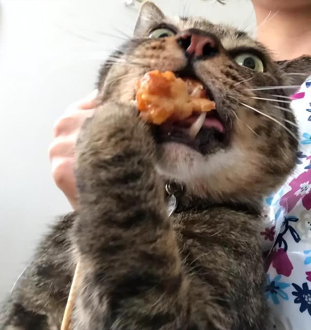 猫咪可以喝酸奶吗？再次劝告这几种食物不要经常喂，会导致猫咪生病！