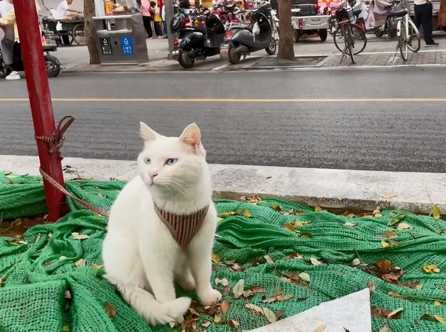 猫丢了如何快速找回剪刀法？养了5年的田园白猫丢了，写生画家悬赏5000元寻找家人般的存在！