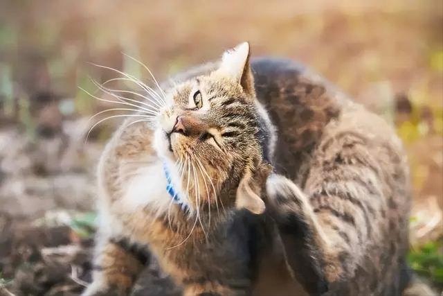 猫耳朵里面的脏东西怎么清理没有洗耳盆？猫耳朵臭臭的还会甩出褐色分泌物，这是怎么了？耳垢...耳螨！