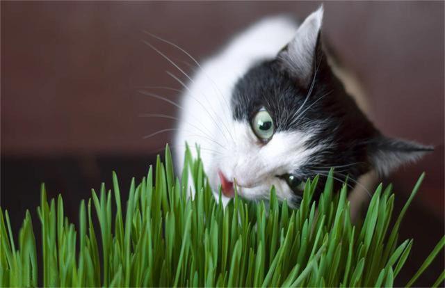 猫吃草是为什么？猫为什么喜欢吃草？这里有最专业的答案！