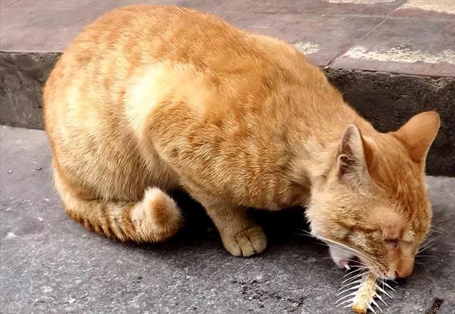 猫咪可以喝酸奶吗？再次劝告这几种食物不要经常喂，会导致猫咪生病！