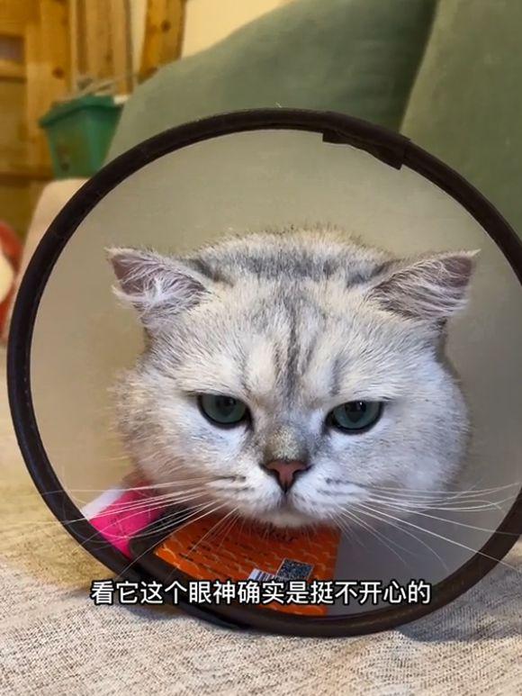 猫知道自己被绝育了吗_知乎？女子捡到“乖巧”猫咪，找到主人后原形毕露原来是一只绿茶猫！