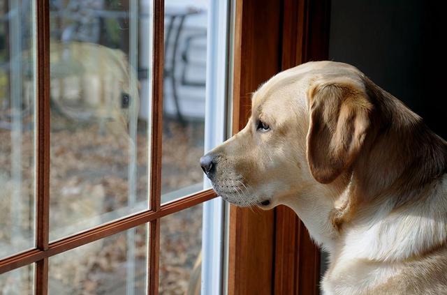 马犬怎么训练听话视频教程？狗狗有这些表现，说明它很“听话”！