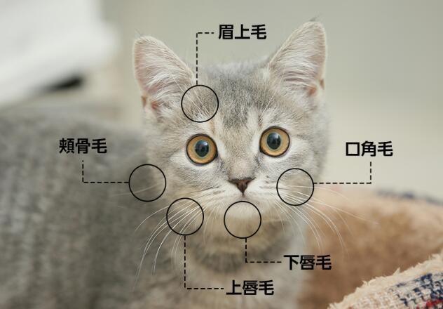 猫的胡须能起到什么作用的作文？不止带来好运！关于“猫胡须”，你了解多少？！