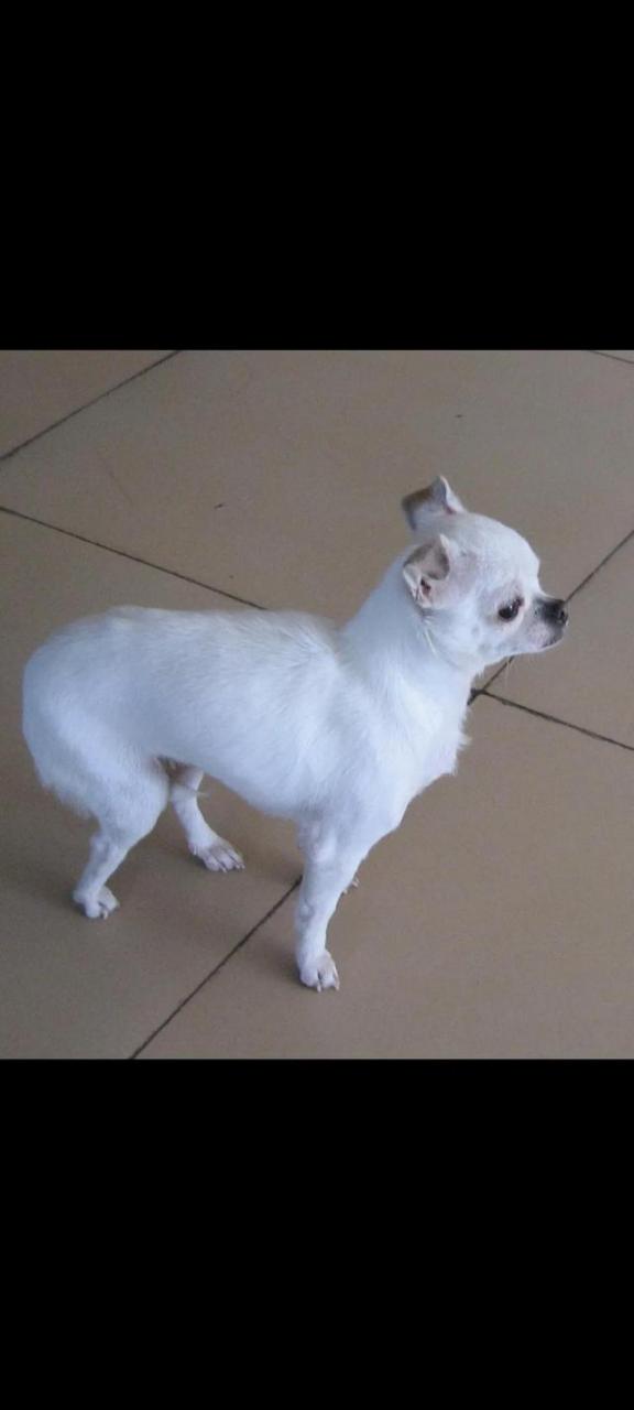 湖北宜昌寻找一只耳朵带黄毛的吉娃娃串串狗！纯种吉娃娃狗多少钱一只？