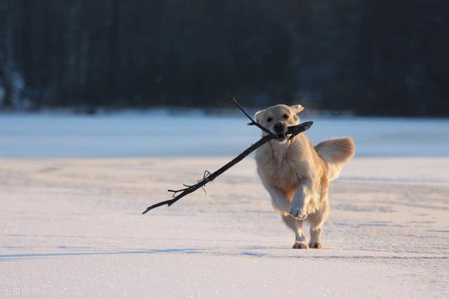 金毛犬的价格多少钱一只金毛犬多少钱一只幼崽！