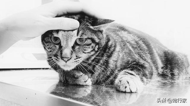 最有效制止猫尿床上的办法是哪种？猫咪乱尿很烦！它为什么要这么做？剖析乱尿背后的原因！