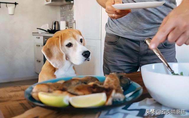 狗挑食一般饿几天能屈服它？家里的狗狗挑食怎么办？！