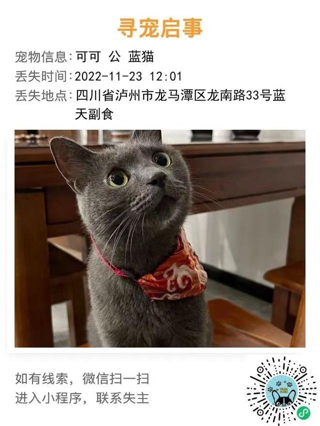 俄罗斯蓝猫多少钱一只幼崽？俄罗斯蓝猫多少钱一只幼崽图片！