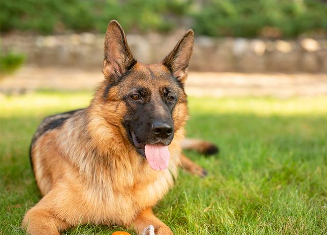 腊肠犬一般多少钱一只幼犬？腊肠犬一般多少钱一只幼犬图片！