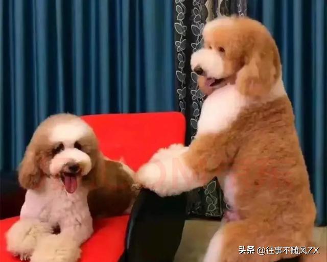 巨贵犬图片？巨贵犬图片_价格！