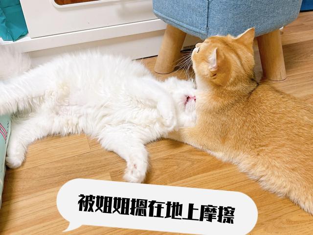 布偶猫价格一览表2022年8月？布偶猫价格一览表2020！