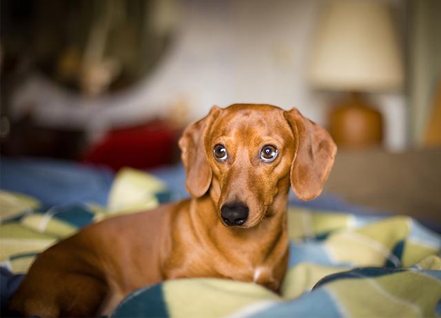 腊肠犬一般多少钱一只幼犬？腊肠犬一般多少钱一只幼犬图片！