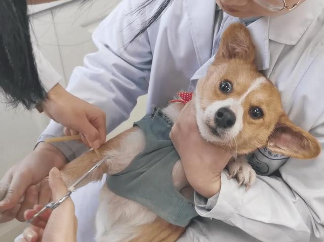 萨摩耶犬多少钱一只？正宗柯基犬多少钱一只！