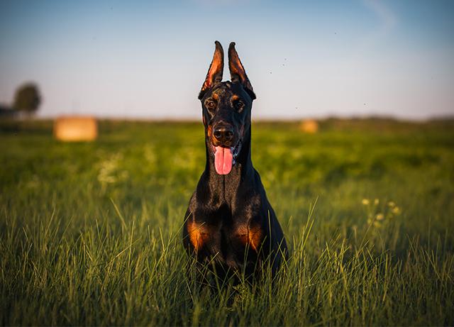 腊肠犬一般多少钱一只幼犬？腊肠犬一般多少钱一只幼犬图片！