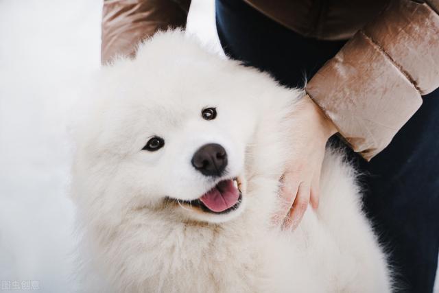 广州萨摩耶价格？小萨摩耶犬多少钱一只！