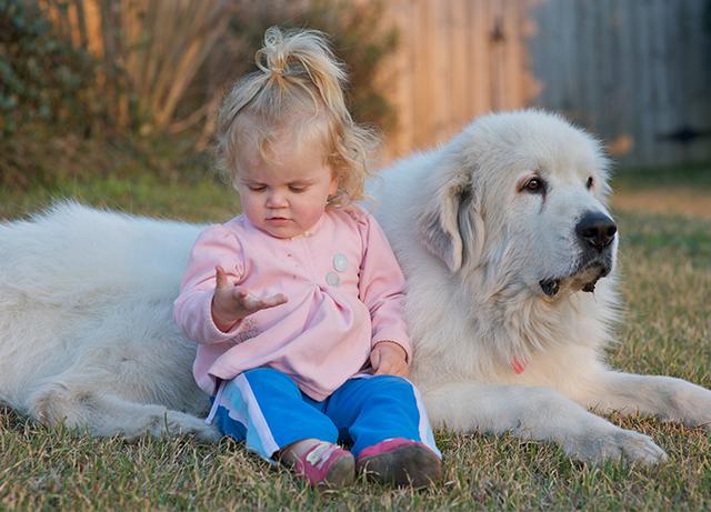 腊肠犬一般多少钱一只幼犬？腊肠犬一般多少钱一只幼犬图片！