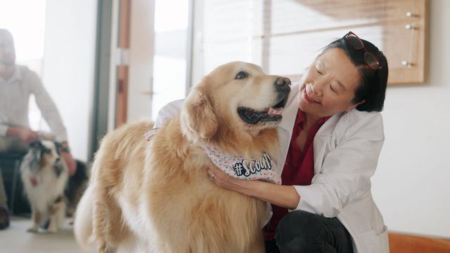 湖南出现一条“英雄狗”，疯狗扑咬幼童，家犬相护，狗真有灵性吗