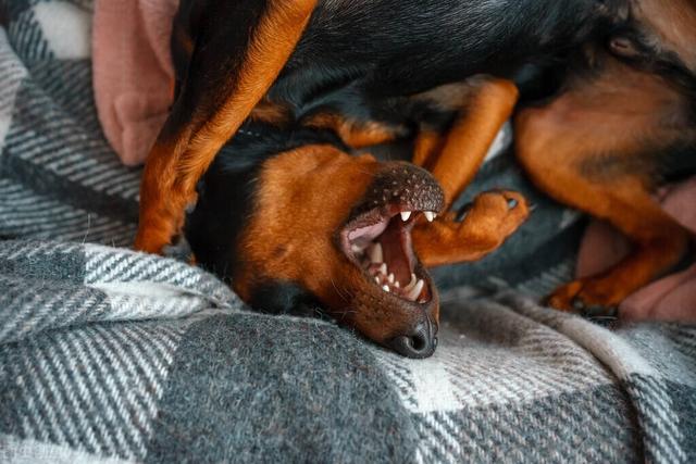 杜宾犬图片霸气？杜宾犬图片价格！