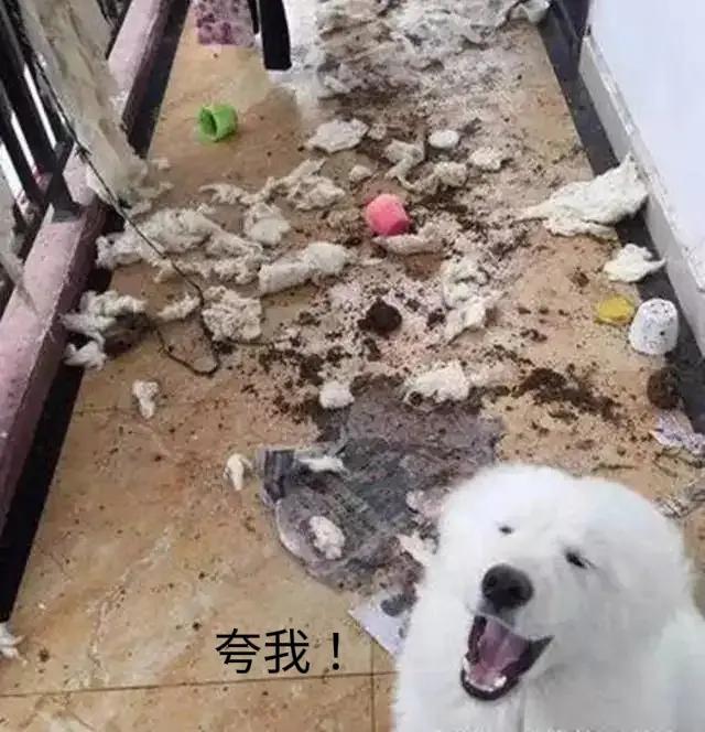 广州萨摩耶价格？小萨摩耶犬多少钱一只！