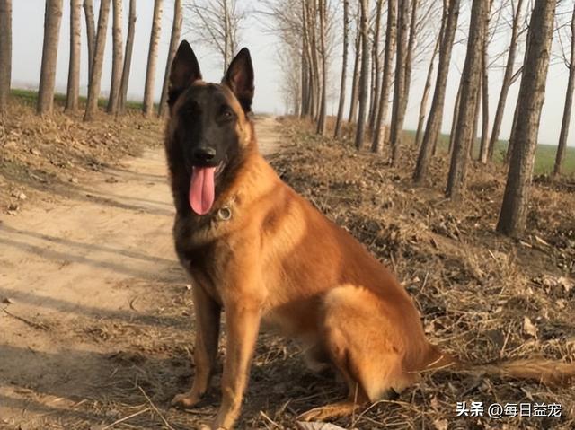 马犬图片大全_纯种？马犬图片大全_纯种多少钱！