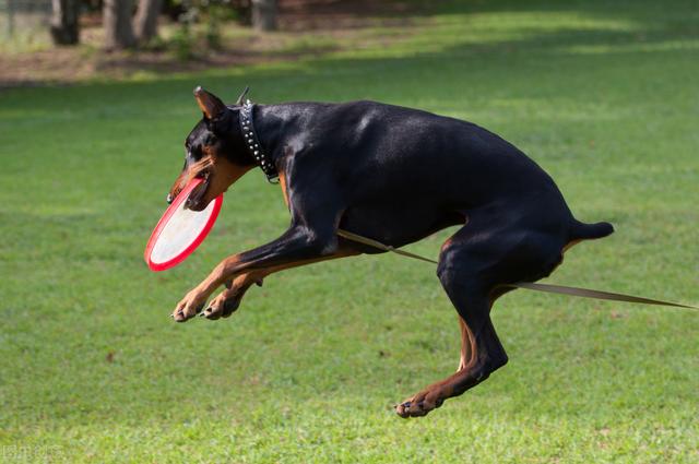 杜宾犬图片霸气？杜宾犬图片价格！