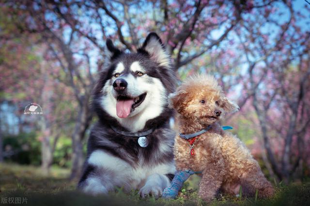 一只阿拉斯加幼犬多少钱一只？一只阿拉斯加幼犬多少钱一只啊！