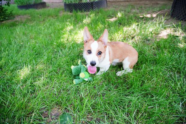 正宗柯基犬图片_成年？正宗柯基犬图片_成年图！