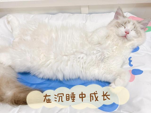 布偶猫价格一览表2022年8月？布偶猫价格一览表2020！