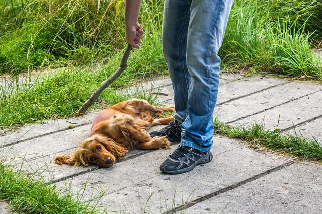 杜宾犬图片？杜宾犬图片_纯种！