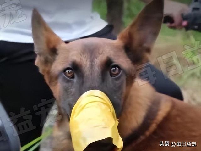 马犬图片大全_纯种？马犬图片大全_纯种多少钱！