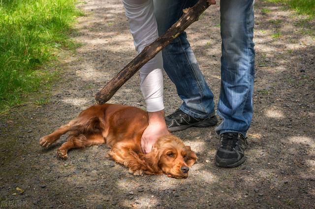 杜宾犬图片？杜宾犬图片_纯种！