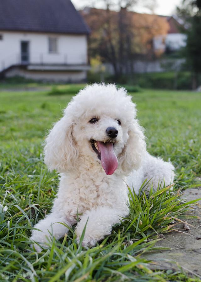 巴哥犬多少钱一只幼犬？巴哥犬多少钱一只幼犬2022！