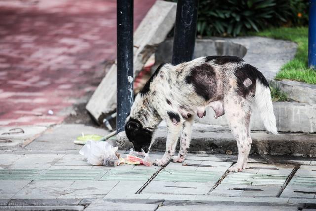 杜宾犬图片？杜宾犬图片_纯种！