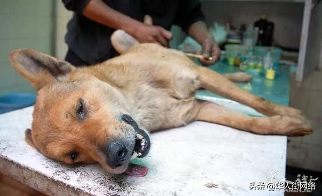 阿根廷杜高犬？阿根廷杜高犬多少钱一只！