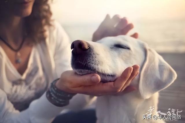 阿根廷杜高犬？阿根廷杜高犬多少钱一只！