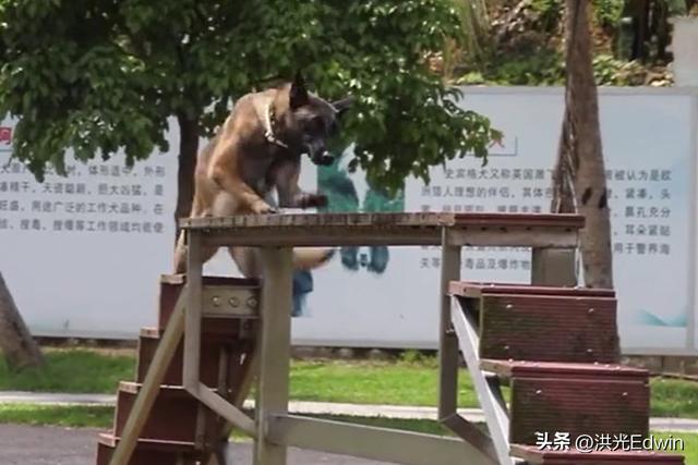 罗威纳犬多少钱一只纯种图片？罗威纳犬多少钱一只纯种狗！