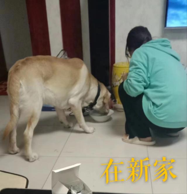 拉布拉多犬价格表大全？拉布拉多犬图片价格表！