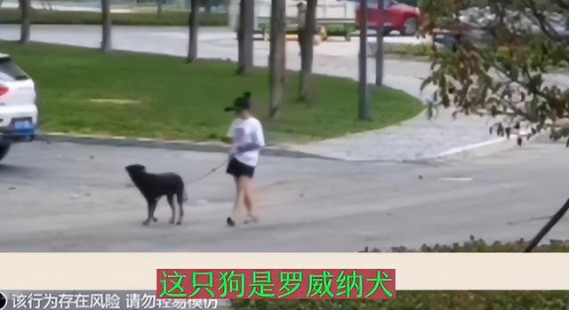 罗威纳犬挣脱女子束缚撕咬三岁男童长达两分钟，家长十多处伤