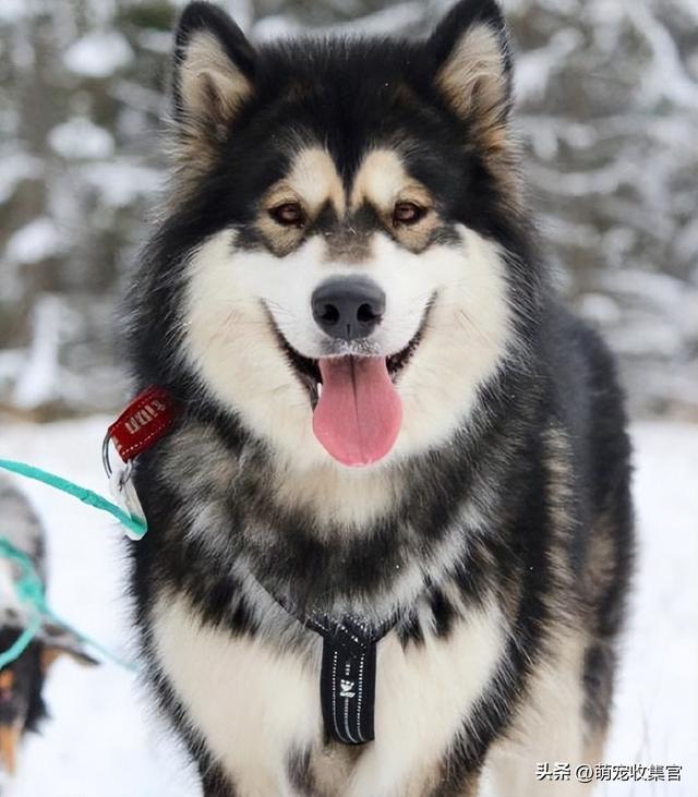 萨摩耶价格？萨摩耶价格多少钱一只幼犬！