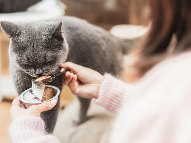 暹罗猫价格多少钱一只？暹罗猫价格多少钱一只幼猫！